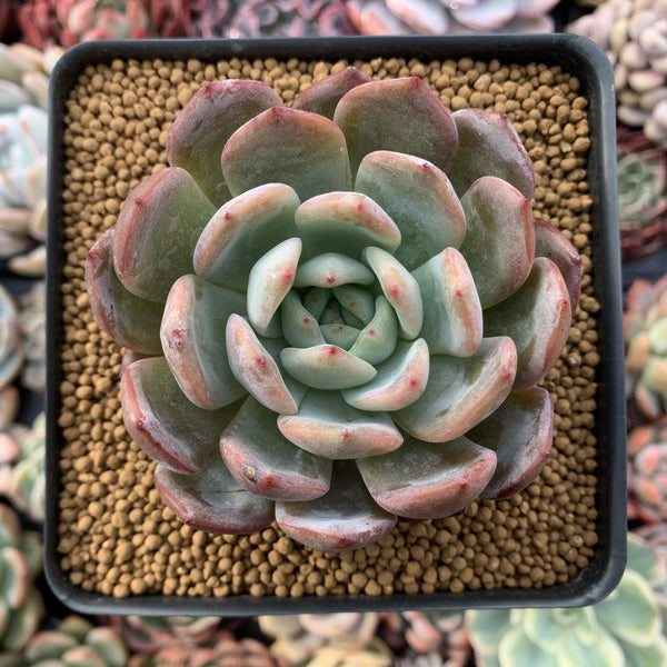 Echeveria 'Star Mark' 3"-4" Succulent Plant