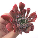 Echeveria 'Trumpet Pinky' 3" Succulent Plant