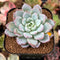 Echeveria 'Werther' 2" Powdery Succulent Plant