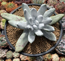 Dudleya Pachyphytum 4"-5" Succulent Plant