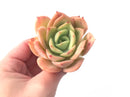 Echeveria 'Lemon Tree' 4" Succulent Plant