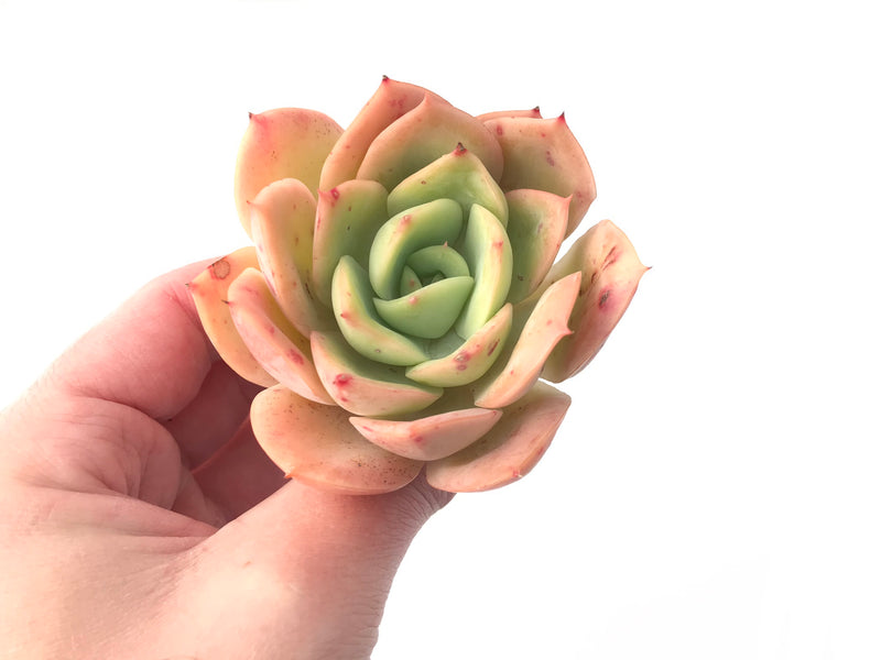 Echeveria 'Lemon Tree' 4" Succulent Plant