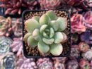 Echeveria 'Pulidonis' Variegated 2" Succulent Plant