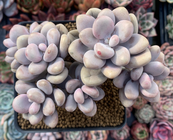 Graptopetalum 'Amethystinum' Cluster 4"-5" Succulent Plant