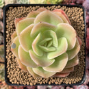 Echeveria 'Arenas' 3"-4" Succulent Plant