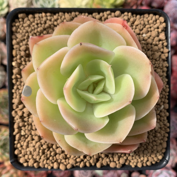 Echeveria 'Arenas' 3"-4" Succulent Plant