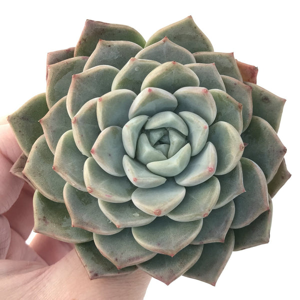 Echeveria 'Pink Spot' 4" Succulent Plant