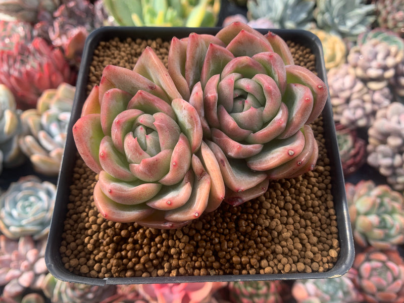 Echeveria Agavoides 'Snow Elian' 4" Succulent Plant