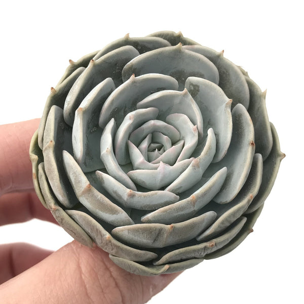 Echeveria sp. 1"-2” Rare Succulent Plant