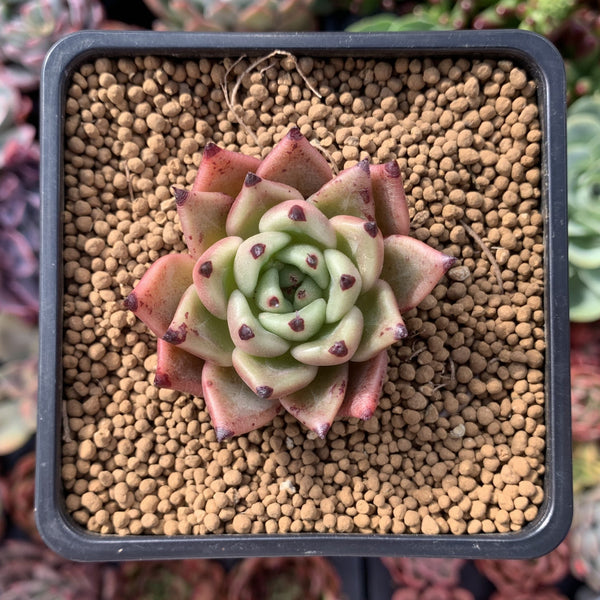 Echeveria Agavoides 'Black Cat' 2" New Hybrid Succulent Plant