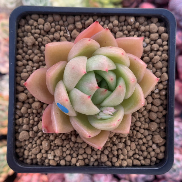 Echeveria Agavoides 'Timothy' 2"-3" Succulent Plant