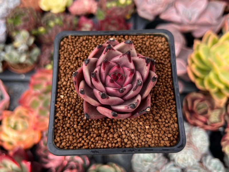 Echeveria Agavoides 'Red Ebony' 2" Succulent Plant