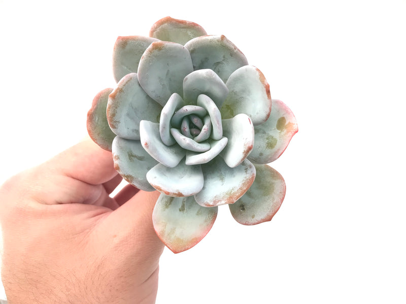 Echeveria 'Laui’ 3" Powdery Succulent Plant