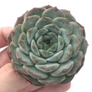 Echeveria 'Helena' Hybrid 2"-3" Powdery Succulent Plant