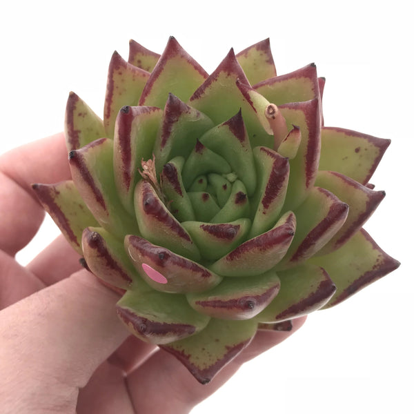 Echeveria Agavoides Ebony 3” Rare Succulent Plant