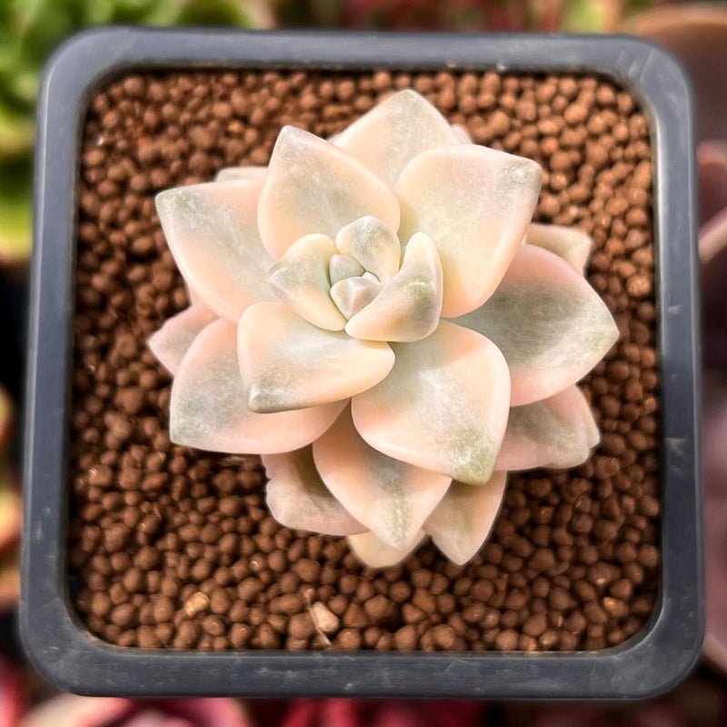 Graptoveria 'Titubans' Variegated 1” Succulent Plant