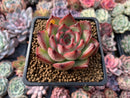 Echeveria Agavoides 'Fire Pillar' 2"-3" Succulent Plant