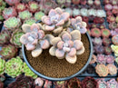 Graptopetalum 'Amethystinum’ 3” Cluster Succulent Plant