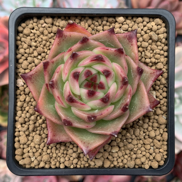 Echeveria Agavoides 'Blue Dragon' 2"-3" Rare Succulent Plant