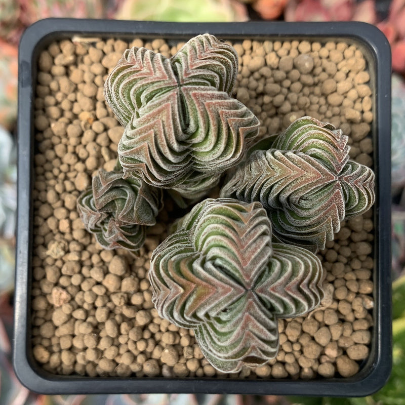 Crassula 'Buddha's Temple' 2"-3" Succulent Plant