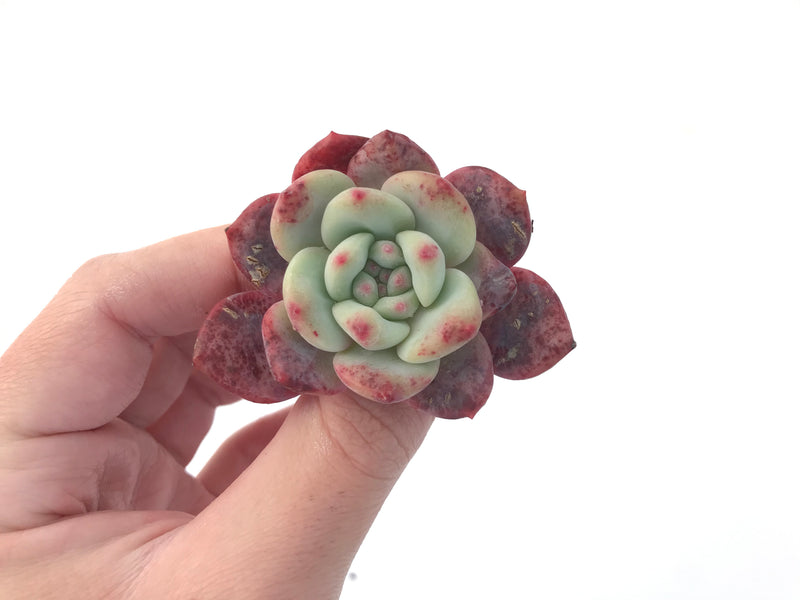 Echeveria 'Ariel' 1-2" Succulent Plant