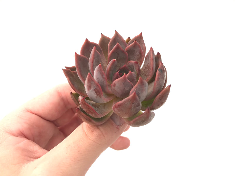 Echeveria Agavoides 'Magic Plot' 3" Succulent Plant