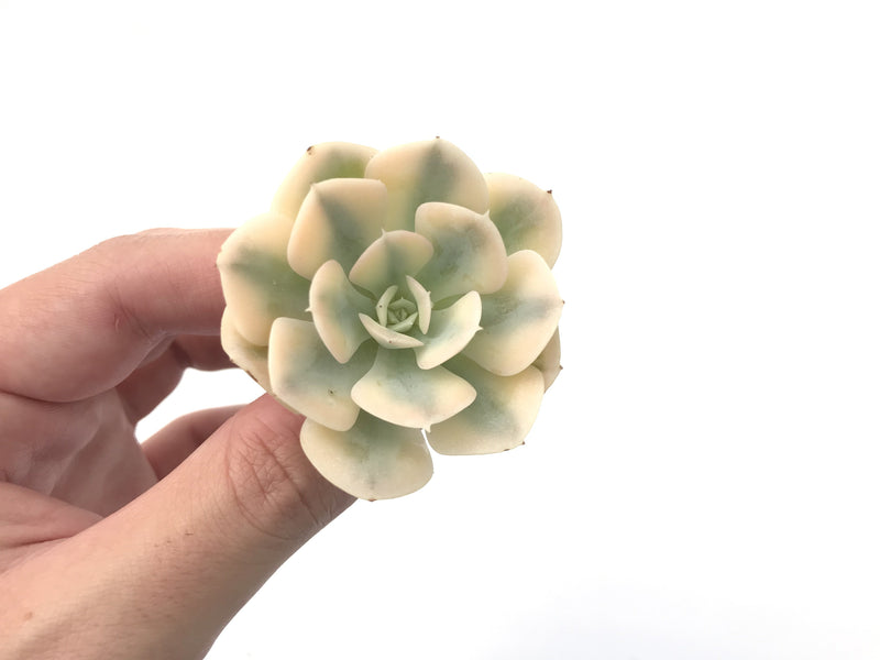 Echeveria Runyonii Variegated (Aka Echeveria 'Akaihosi' Variegated) 2" Succulent Plant