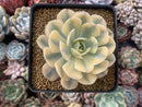 Echeveria Runyonii Variegated (Aka Echeveria 'Akaihosi' Variegated) 3" Succulent Plant