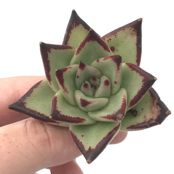 Echeveria Agavoides ‘Ebony’ 1"-2" Rare Succulent Plant