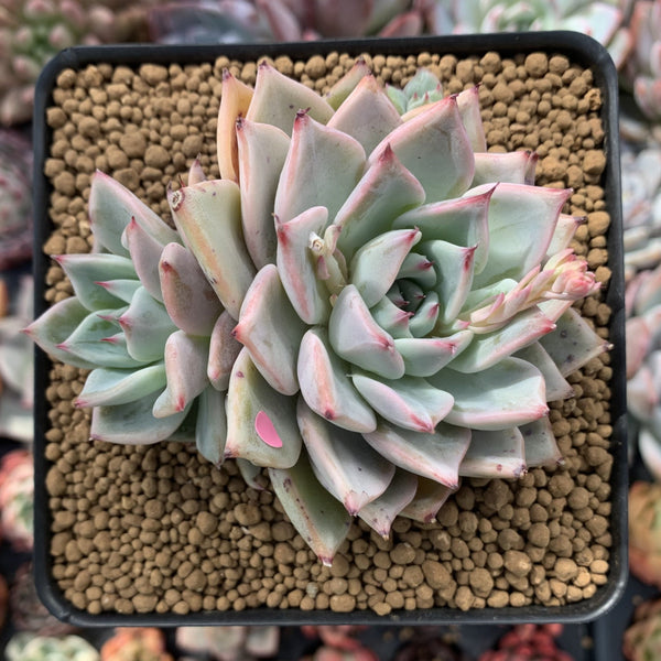 Echeveria 'Larega' 3" Succulent Plant