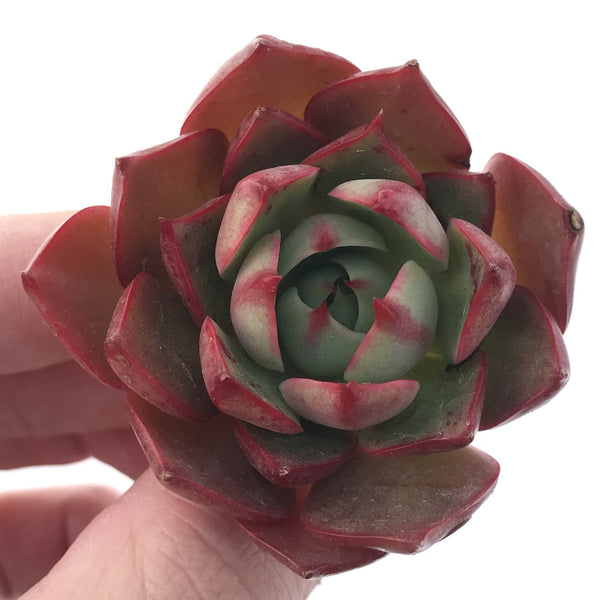 Echeveria 'Hailey' New Hybrid 2" Succulent Plant