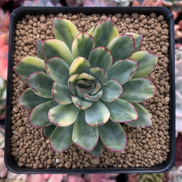 Echeveria 'Pulidonis' Variegated 4" Succulent Plant