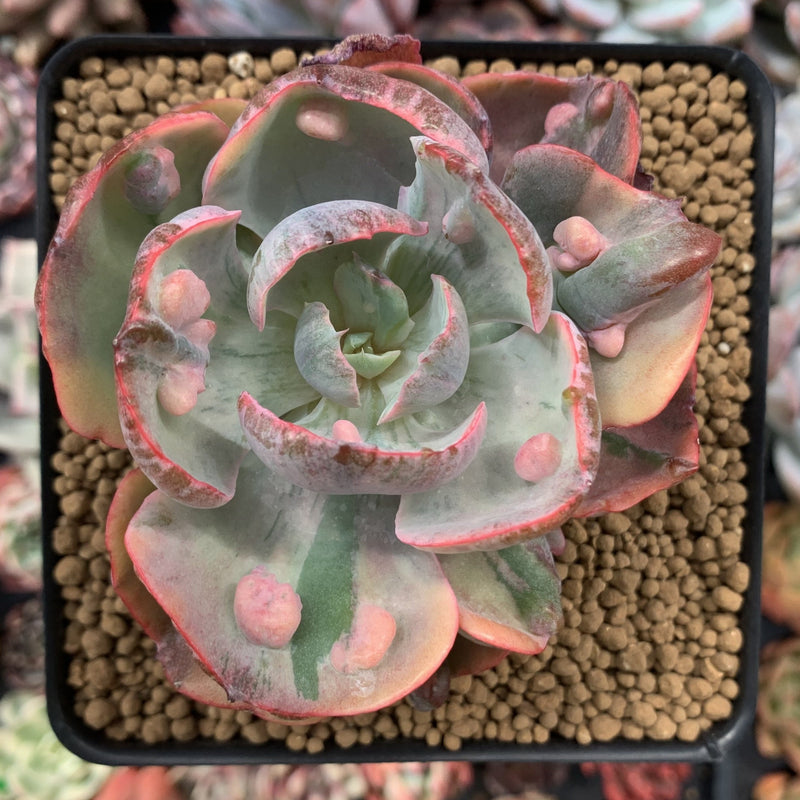 Echeveria 'Beyonce' Variegated 3" Succulent Plant