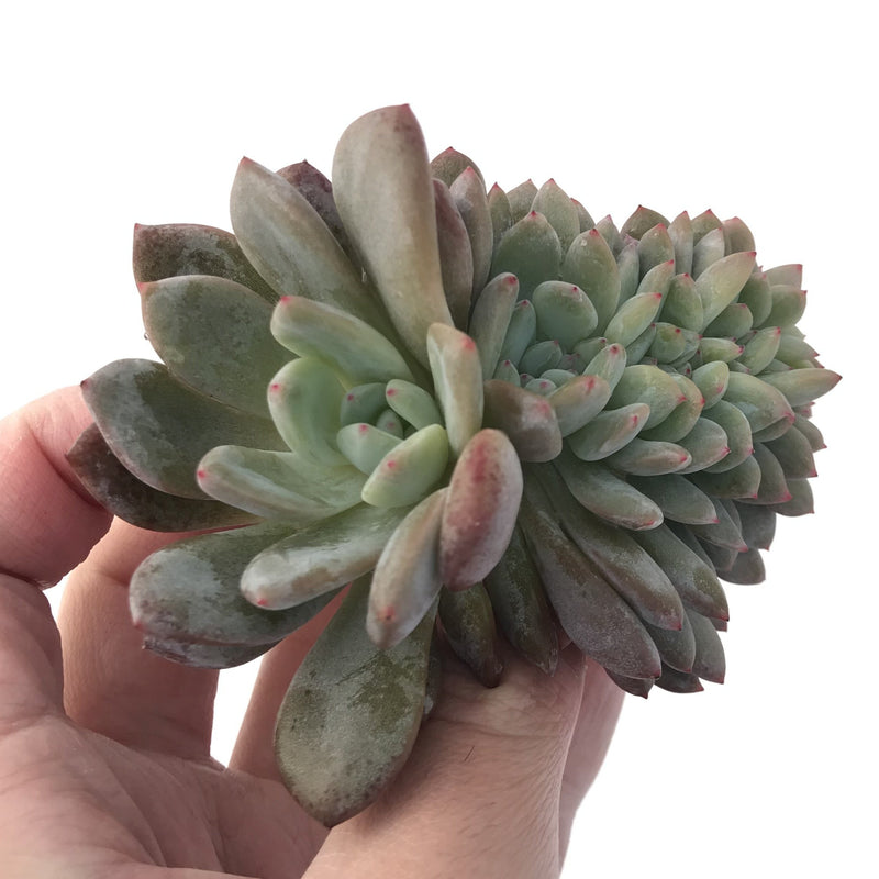 Echeveria 'Orange Monroe' Crested 4" Powdery Succulent Plant