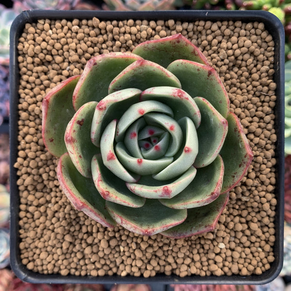 Echeveria Agavoides 'Salu' 3"-4" Wide Leaf Clone Succulent Plant