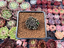 Sinocrassula Yunnanensis 1" Succulent Plant