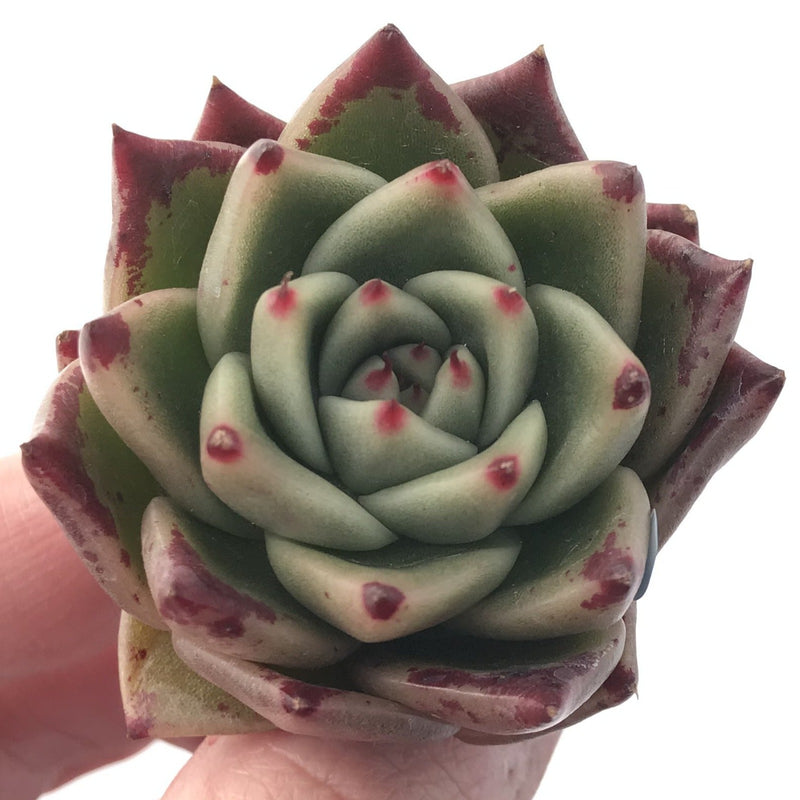 Echeveria Agavoides 'Kobane' 2" Rare Succulent Plant