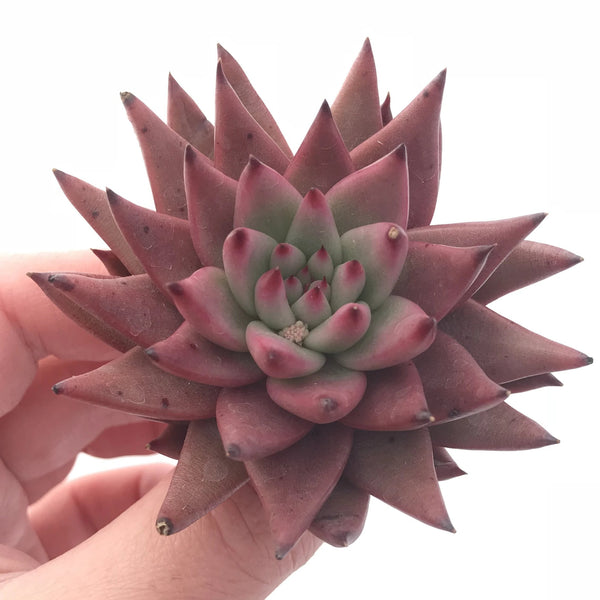 Echeveria Agavoides Sirius 3” Rare Succulent Plant