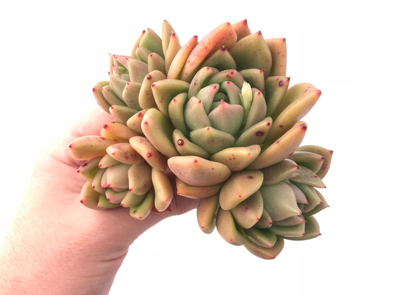 Echeveria Agavoides Ebony Hybrid Cluster 5” Rare Succulent Plant