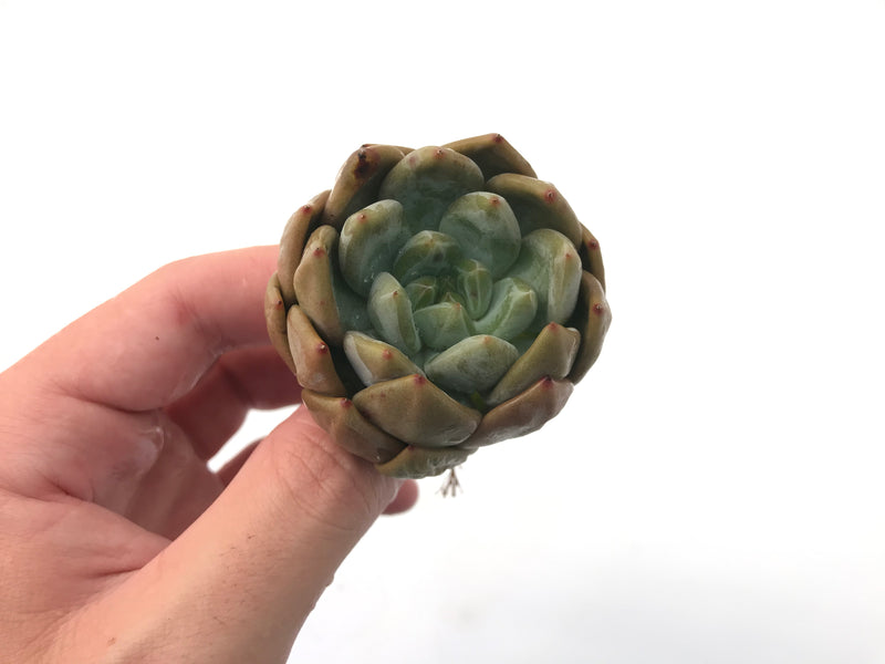 Echeveria 'Zenith' 2"-3" Succulent Plant