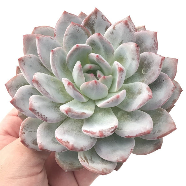 Echeveria 'Orange Monroe' 6" Powdery Extra Large Succulent Plant