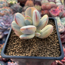 Cotyledon 'Orbiculata' 2" Variegated Succulent Plant