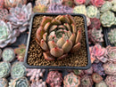 Echeveria Agavoides 'Magic Plot' 2" Succulent Plant