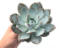 Echeveria 'Cream Sun' Extra Large 6"-7" (Not Echeveria Ivory) Rare Succulent Plant