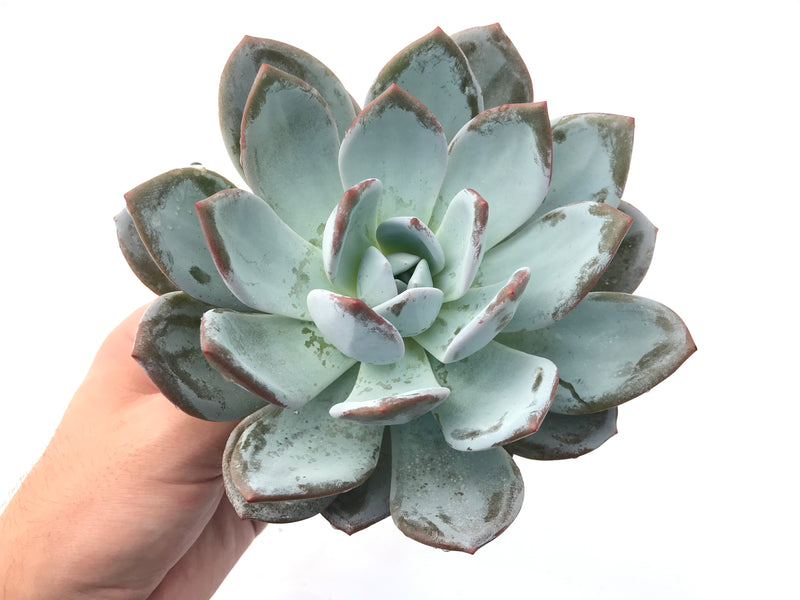 Echeveria 'Cream Sun' Extra Large 6"-7" (Not Echeveria Ivory) Rare Succulent Plant