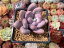 Pachyveria 'Beauty' 2" Powdery Succulent Plant