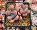 Echeveria 'Arandron' 2" Cluster Succulent Plant