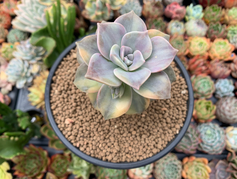 Graptopetalum 'Purple Delight' Variegated 4" Succulent Plant