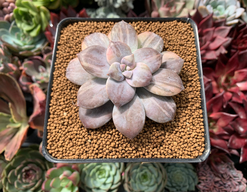 Quetzalcoatlia 'Pentandra Superba' Variegated 3" Succulent Plant (Formerly Graptopetalum 'Pentandrum Superbum' Variegated)