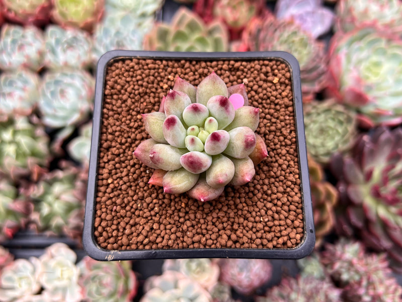 Pachyphytum 'Yeonji' 1" Succulent Plant